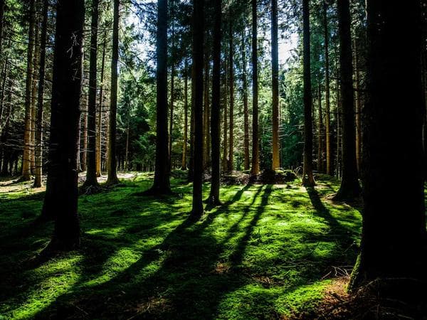 Trending video production